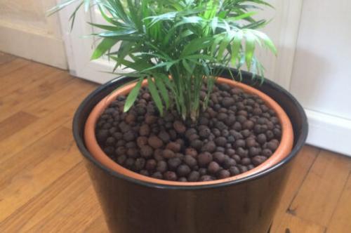 clay pebbles for indoor plants